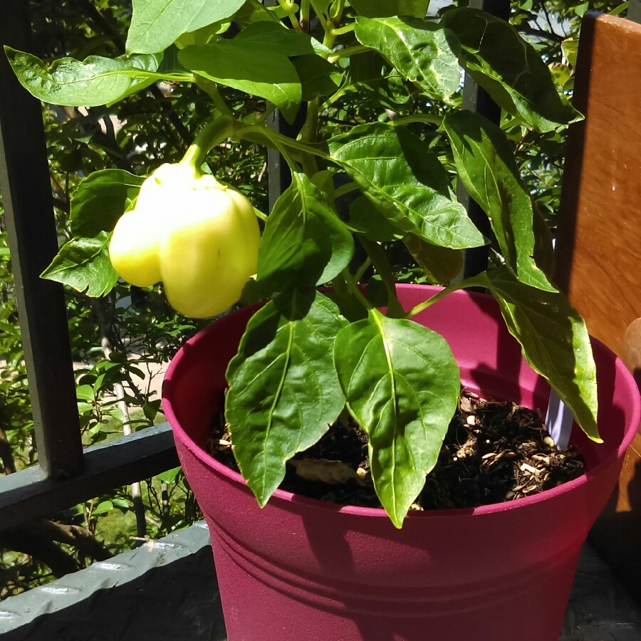 Plant image Capsicum 'Sandpiper'