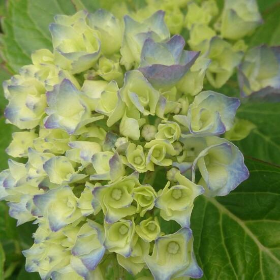 Plant image Hydrangea macrophylla 'Ruby Tuesday'