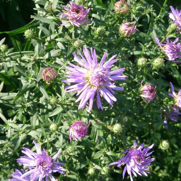 Plant image Aster alpinus 'Dunkle Shone' (Dark Beauty)