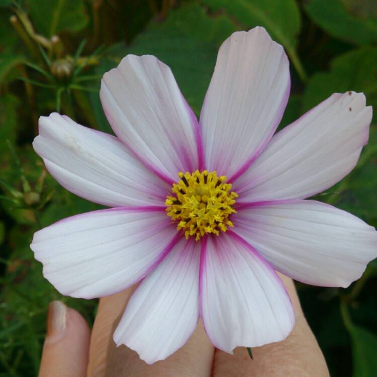 Plant image Cosmos Bipinnatus 'Candy Stripe'