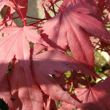 Acer Palmatum 'Atropurpureum'