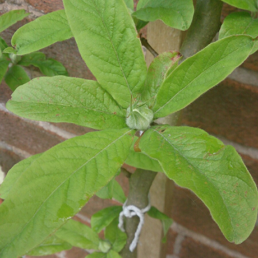 Mespilus germanica 'Nottingham'