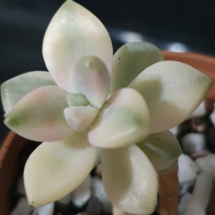 Plant image xGraptoveria Titubans Variegata