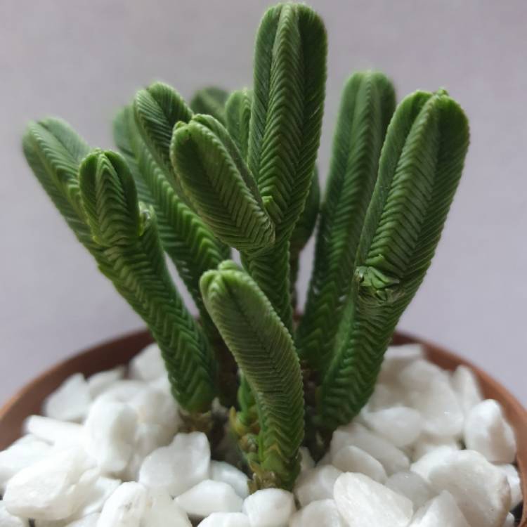 Plant image Crassula quadrangularis syn. Crassula pyramidalis