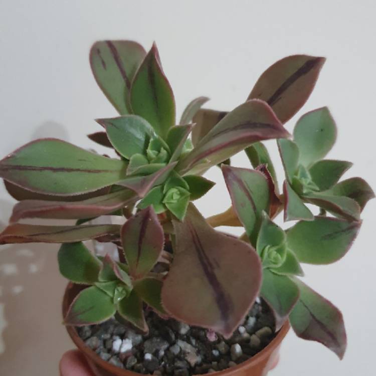 Plant image Aeonium Leucoblepharum