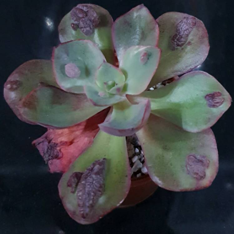 Plant image Echeveria Bumps