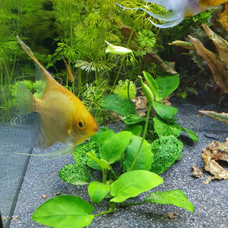 Plant image Anubias barteri var. nana