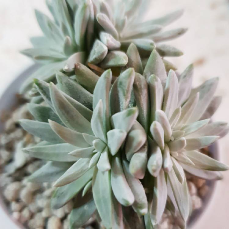 Plant image Dudleya greenei 