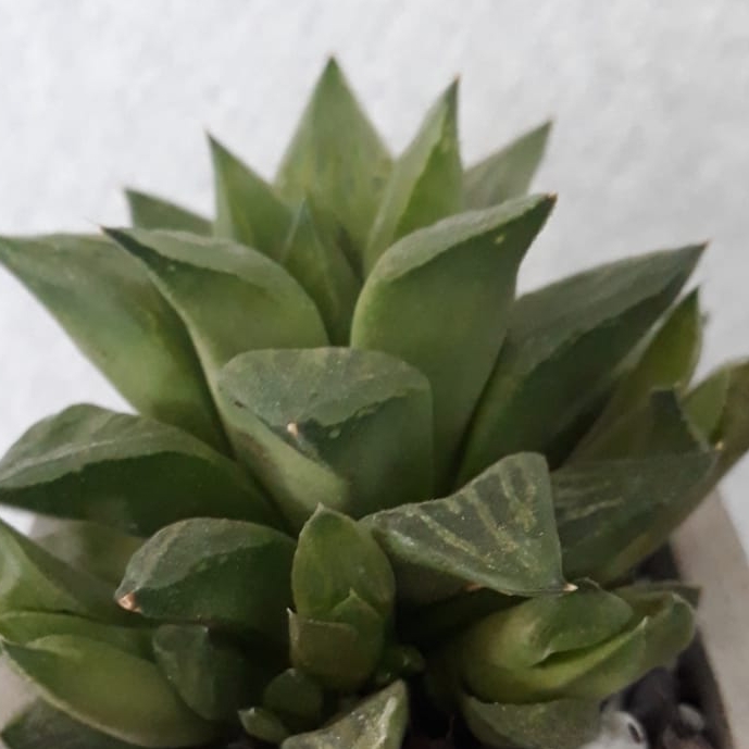 Plant image Haworthia Retusa