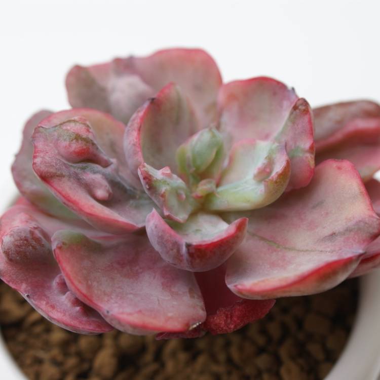 Plant image Echeveria Beyonce 