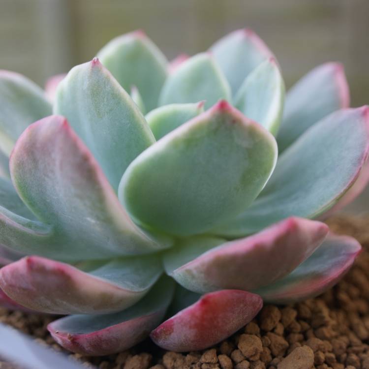 Plant image Echeveria Luella