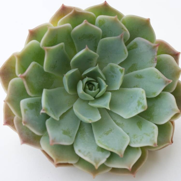 Plant image Echeveria Simulans Ascension