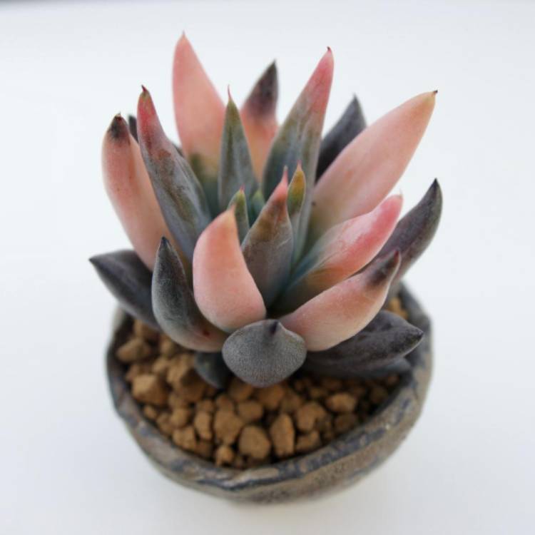 Plant image Echeveria Unguiculata