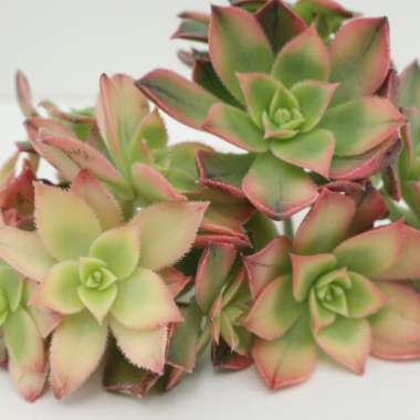 Aeonium Decorum