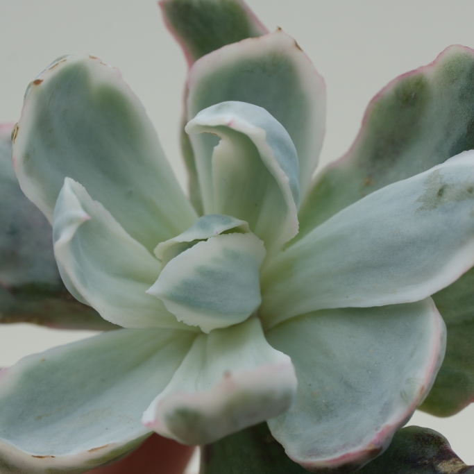 Plant image Echeveria Berkeley Variegata