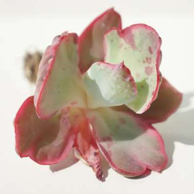 Echeveria Flying Cloud