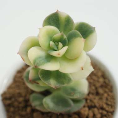 Echeveria Nicksana variegated