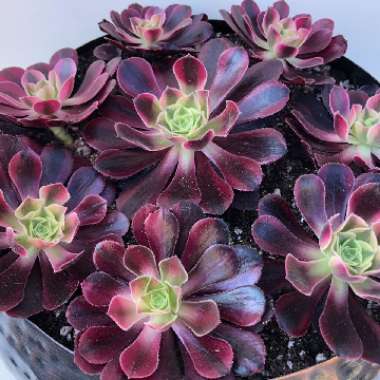 Aeonium Arboreum verigated 