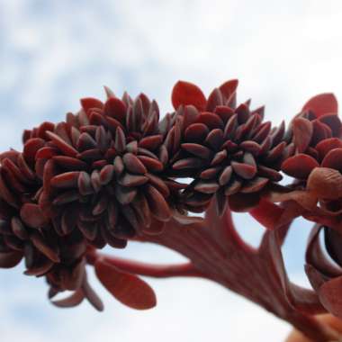 Echeveria Hanaikada