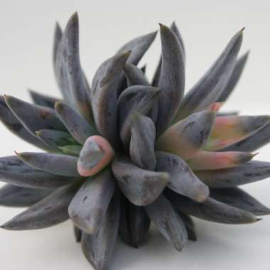 Echeveria Unguiculata