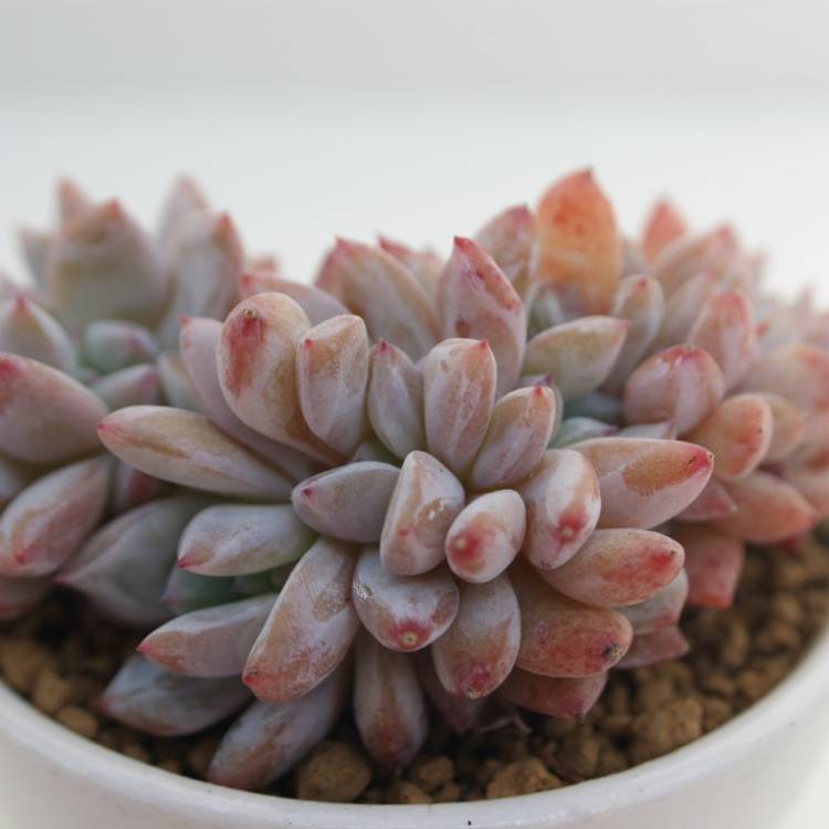 Plant image Echeveria Potosina Cristata