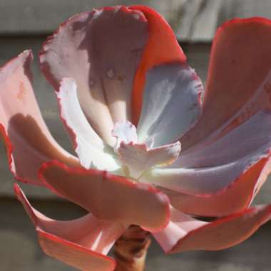 Echeveria Angel Wings variegated