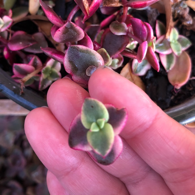 Plant image Crassula 'Isabella'