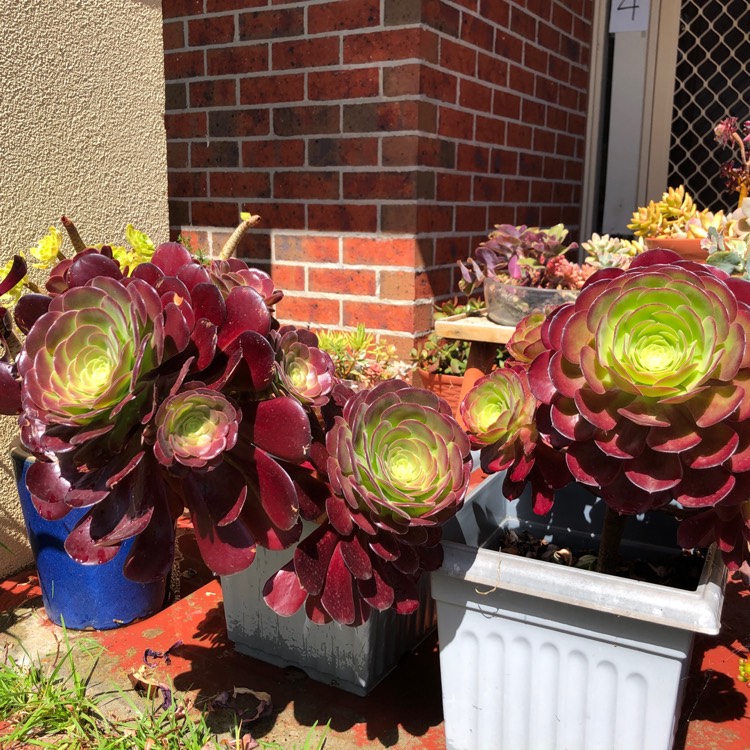 Plant image Aeonium 'Velour'