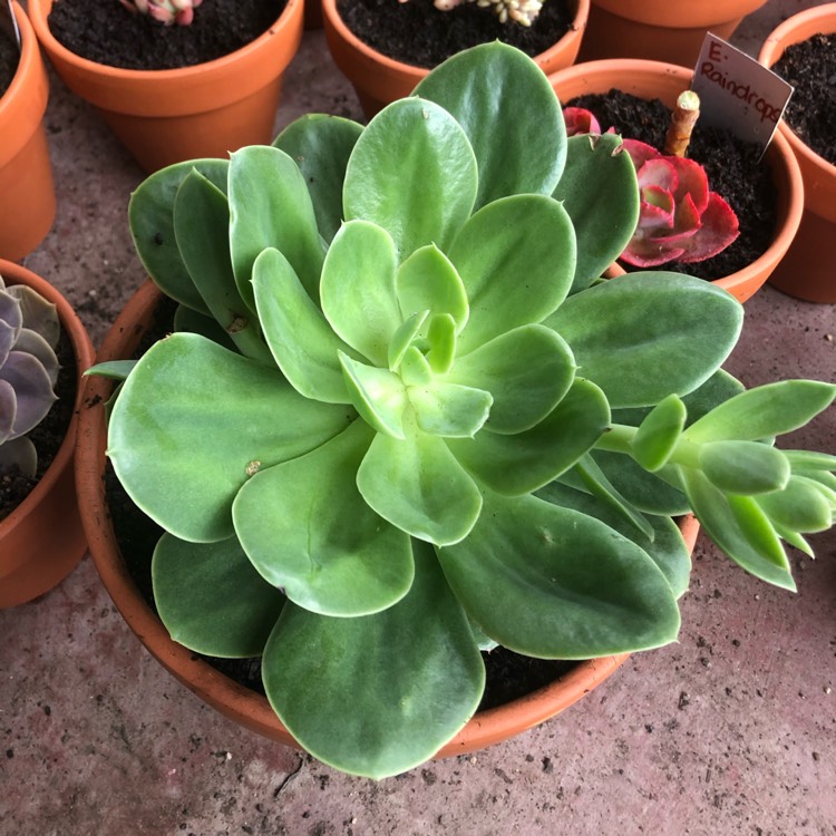 Plant image Echeveria Lemon And Lime