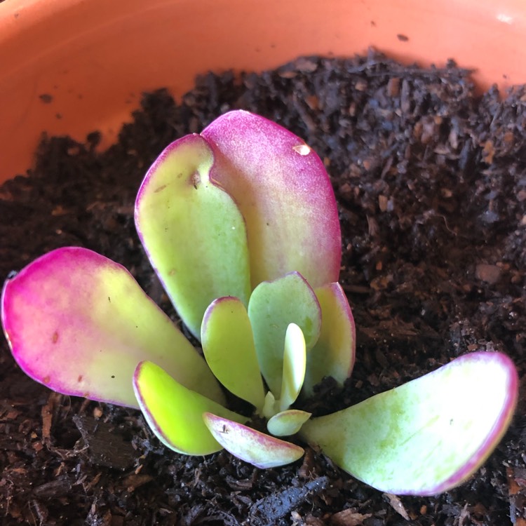 Plant image Senecio 'Purple Passion'