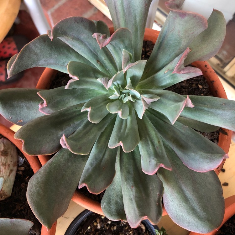 Plant image Echeveria Dark Vader