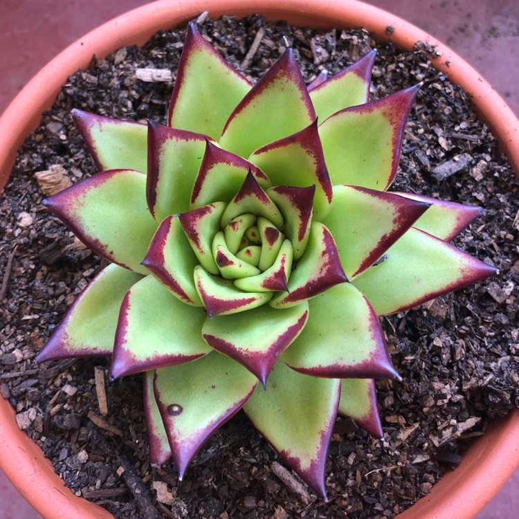 Plant image Echeveria Agavoides 'Lipstick'