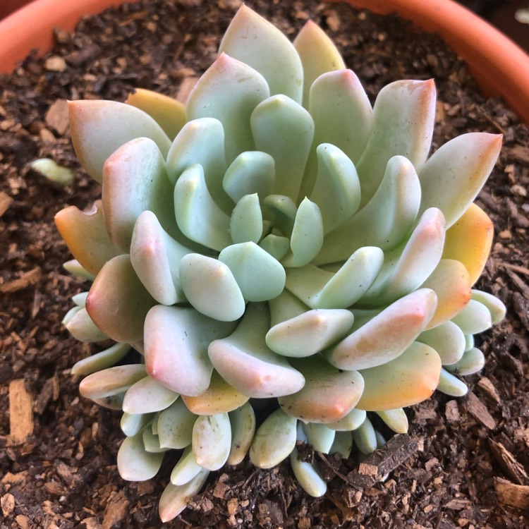 Plant image xGraptoveria Orange Sherbet