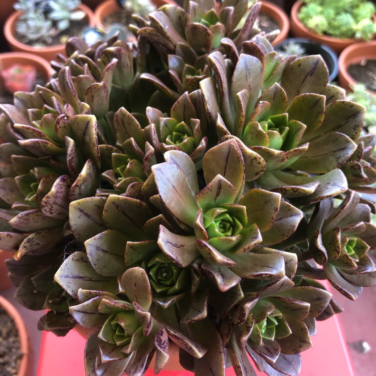 Plant image Aeonium Bronze Medal