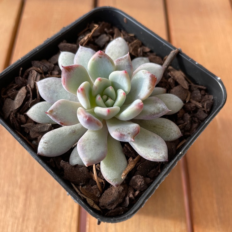 Plant image Echeveria Violet Magic