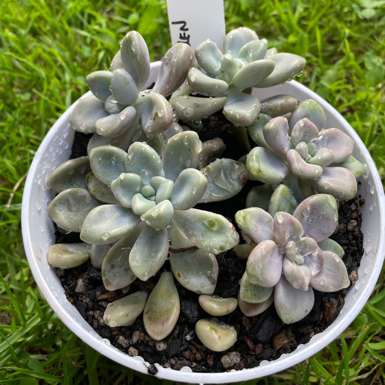 Plant image Graptopetalum Ellen