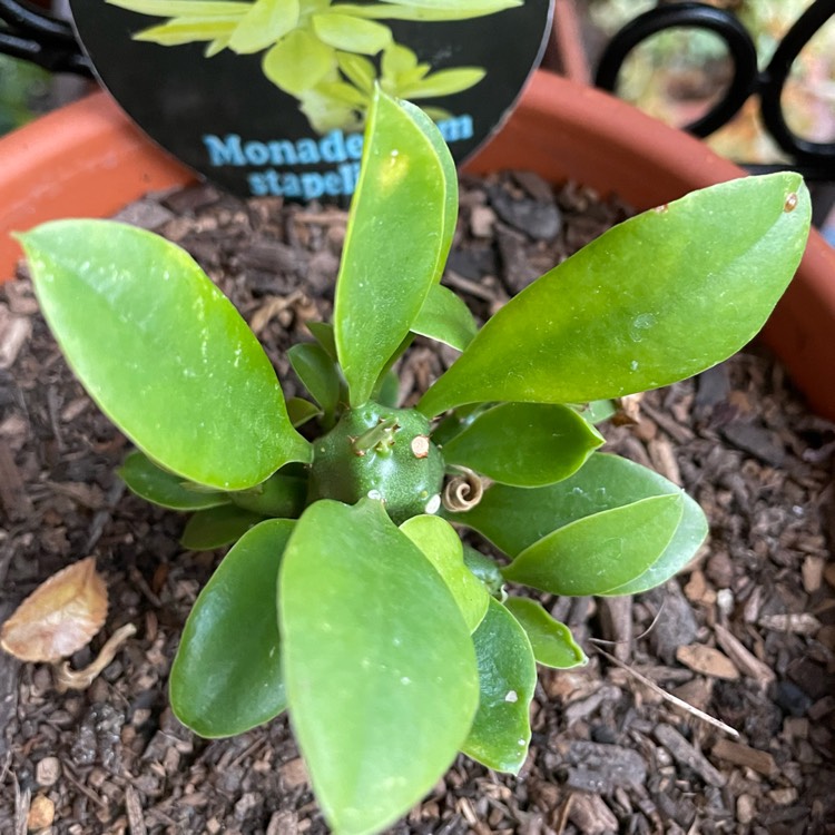 Plant image Euphorbia Succulenta