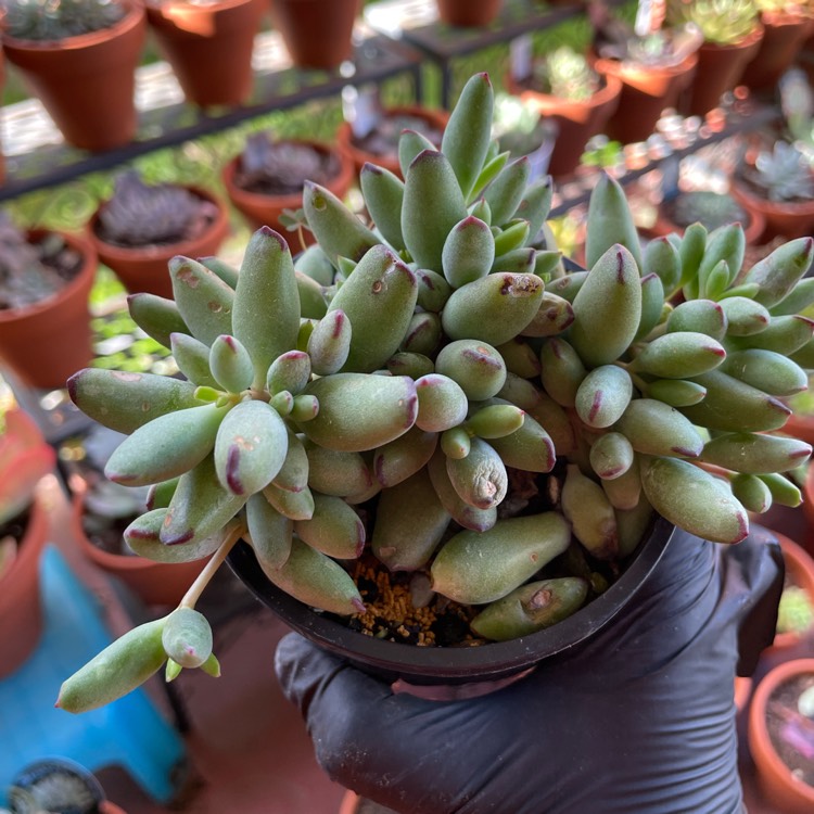 Plant image Cotyledon Papillaris 