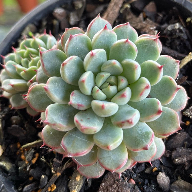 Plant image Echeveria Vincent Catto