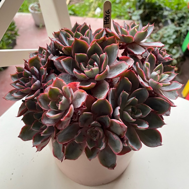 Plant image Echeveria Hera