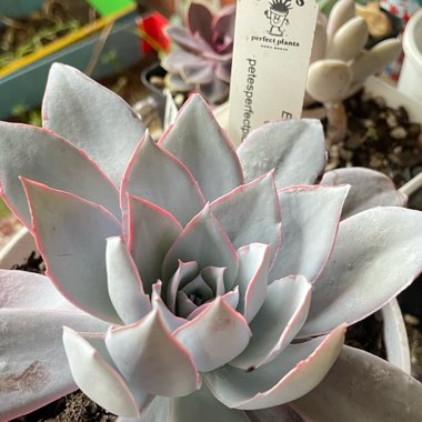 Echeveria 'Cante'