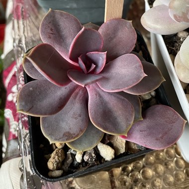 Echeveria 'Purple Pearl'