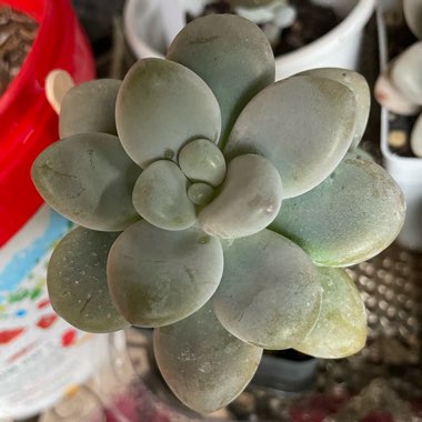 Graptosedum Miul