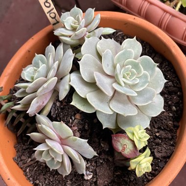 Echeveria 'Lola'