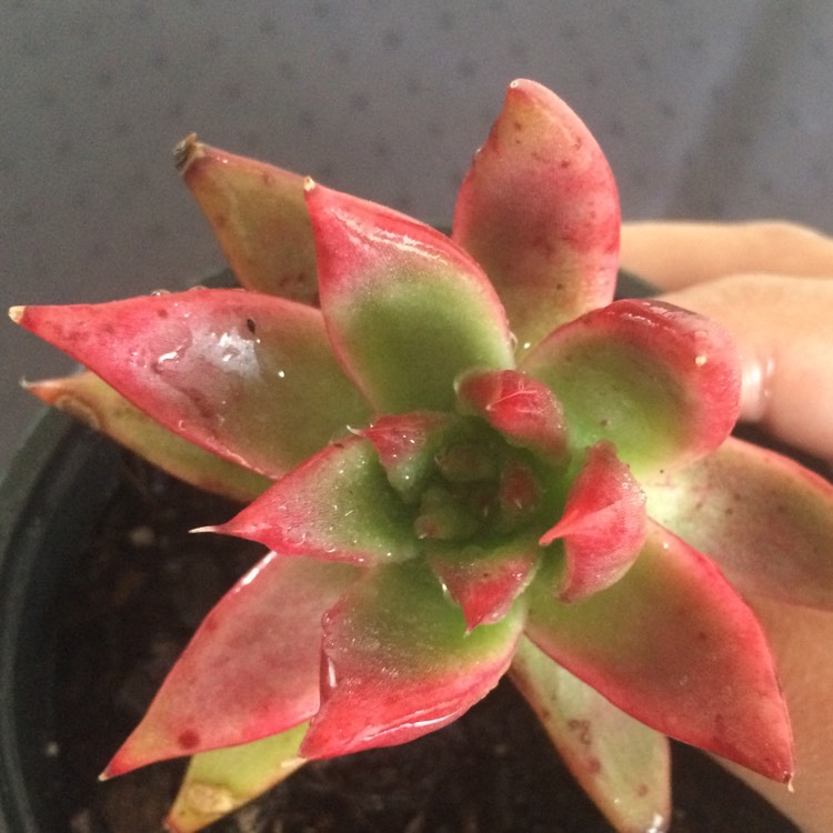 Plant image Echeveria Agavoides Frank Reinelt