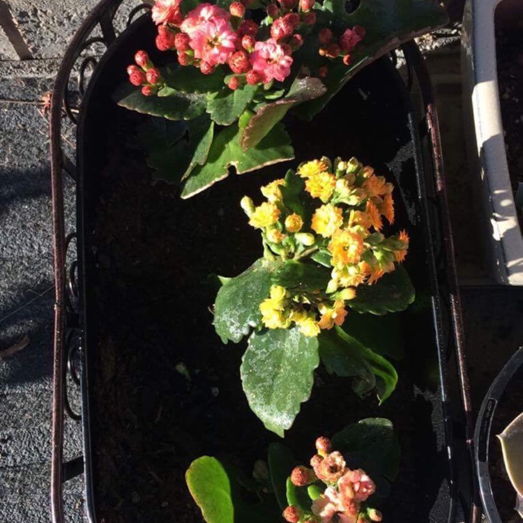 Plant image Kalanchoe blossfeldiana 'Tenorio'