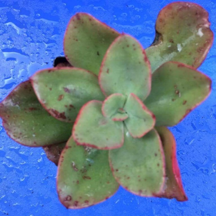 Plant image Echeveria Salsa Verde