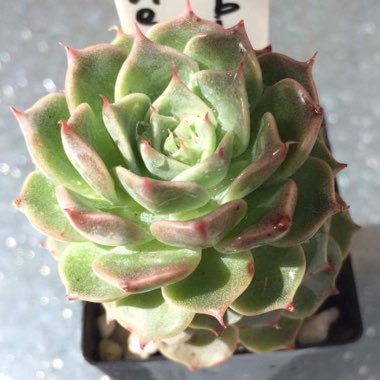 Echeveria Halbingeri