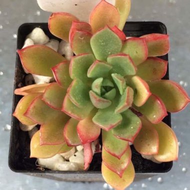 Echeveria Marcus