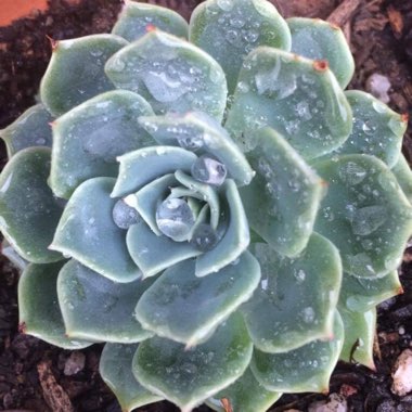 Echeveria Secunda